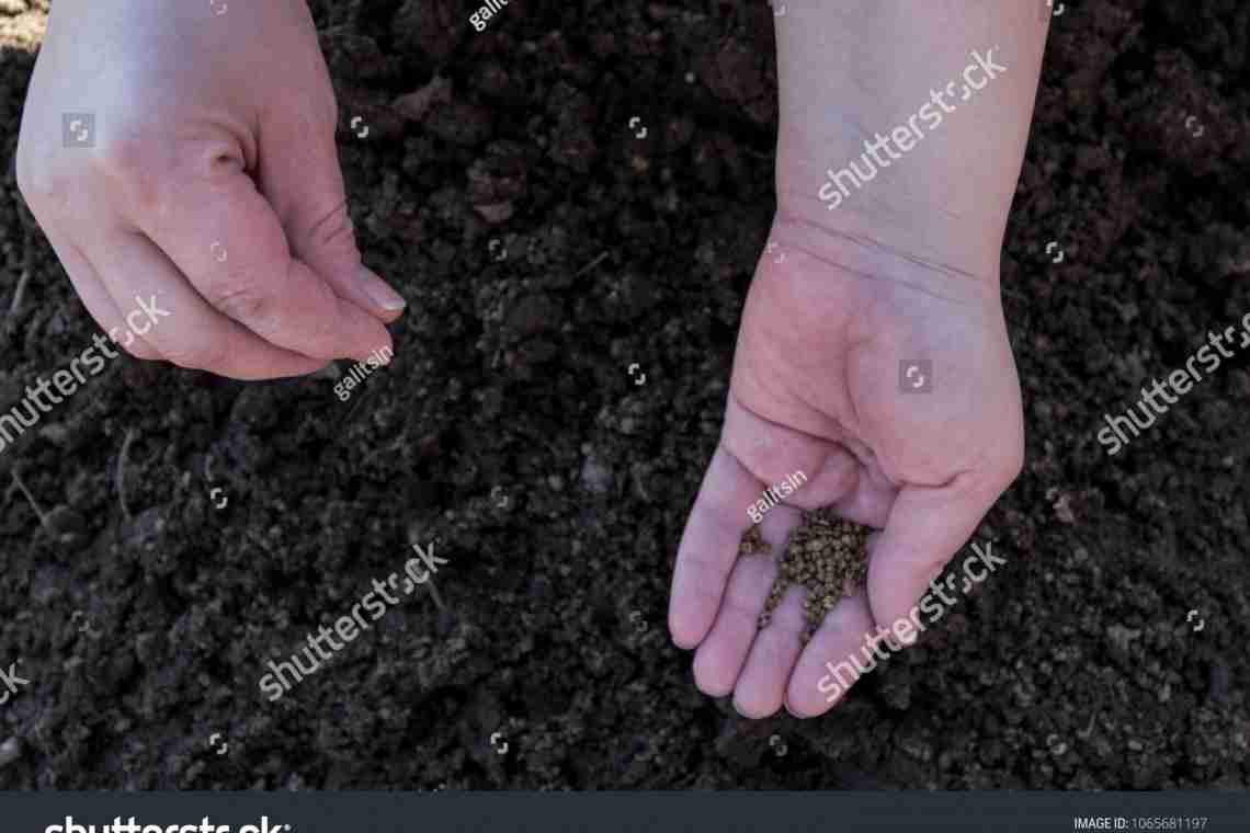 Як садити моркву на стрічці у відкритому ґрунті