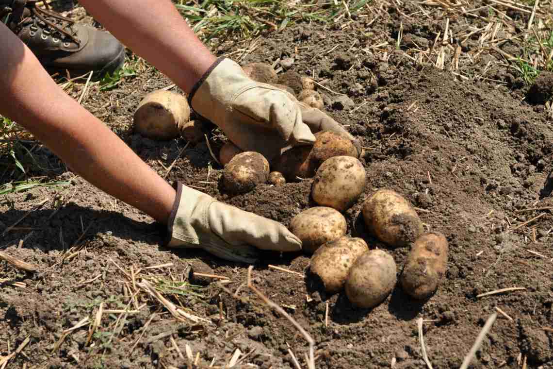 Копати картоплю