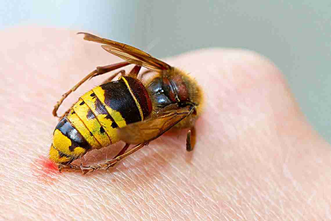 Чим лікувати укус бджоли