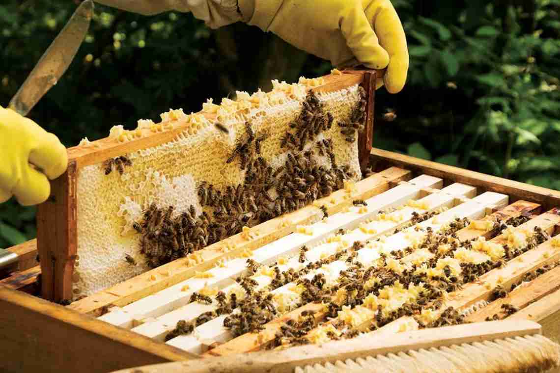 Скільки рамок з медом залишати бджолам на зиму