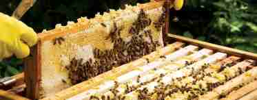 Скільки рамок з медом залишати бджолам на зиму