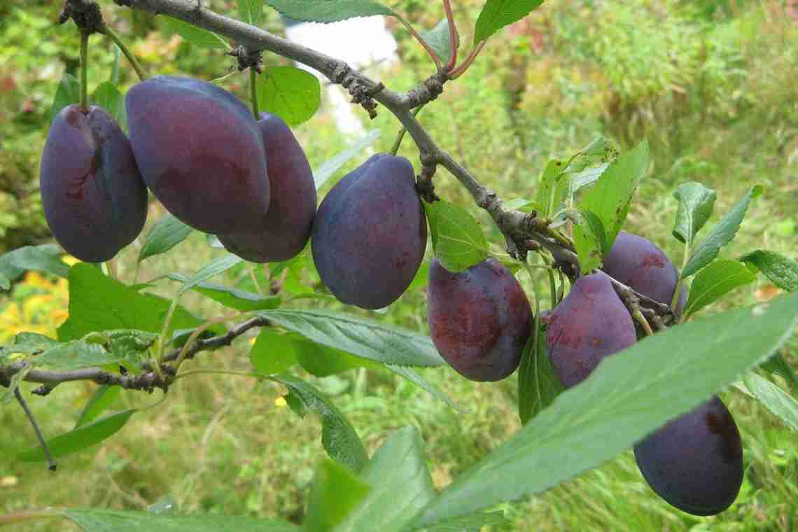 Чим обробити зливу від хробаків у плодах