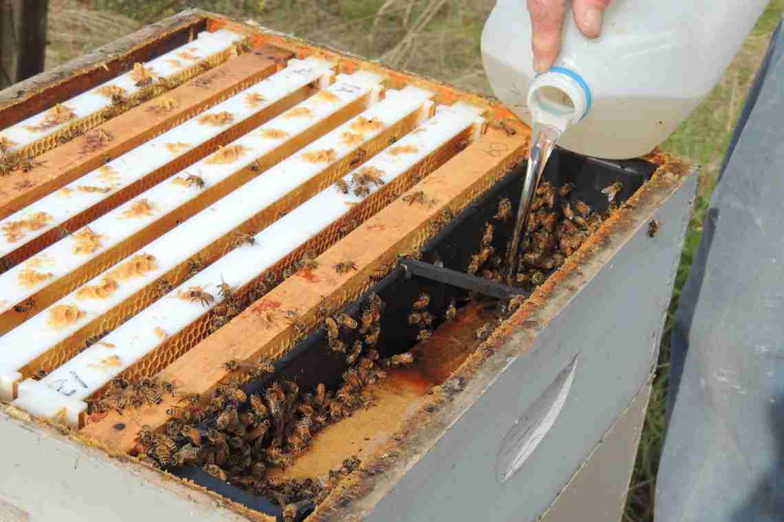 Як зробити відведення бджіл у серпні