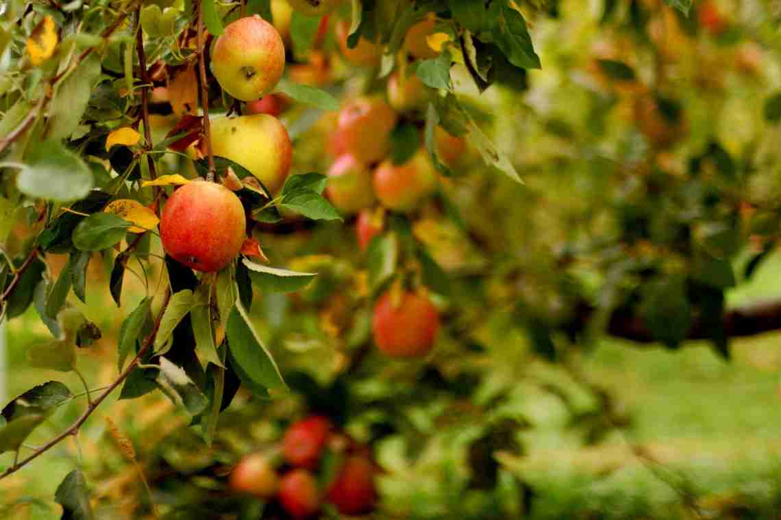 Яблуня Осіння радість