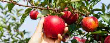 Чому не плодоносить яблуня