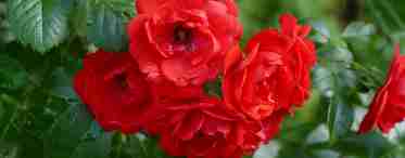Єрихонська троянда