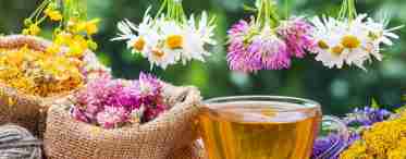 Чайні трави: які рослини можна додавати в чай