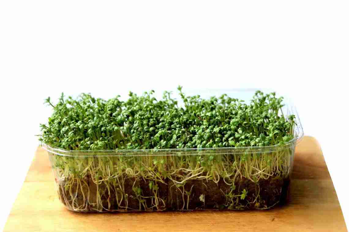 Крес салат - вирощування