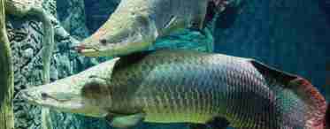 Арапайма (риба): короткий опис, середовище проживання і фото