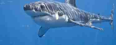 Велика біла акула - гроза океанів