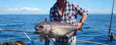 Морська риба сімейства тунцевих саварин (варехоу): фото