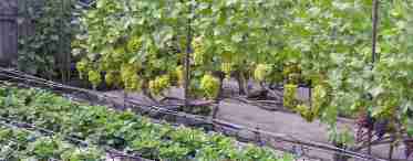 Виноград у Сибіру для початківців: посадка і догляд