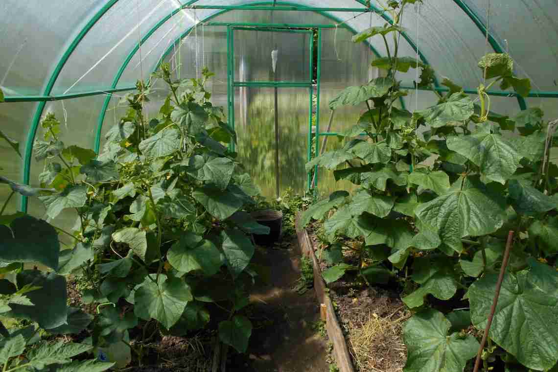 Що можна посадити з огірками в теплиці