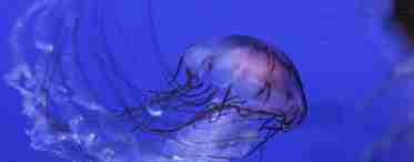 Іруканджі - медуза-тиран: короткий опис, середовище проживання і небезпека для людини