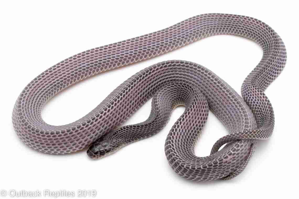 Голкова змія (Mehelya capensis): короткий опис, спосіб життя, харчування