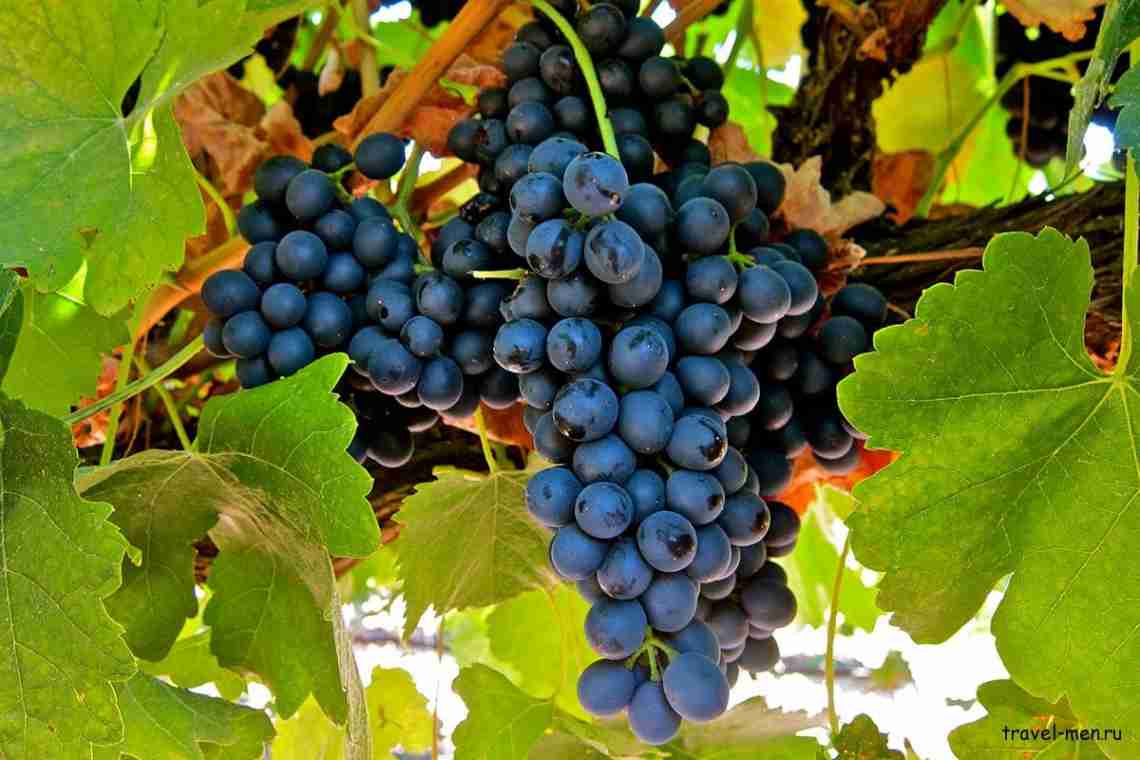 Виноград Сіра