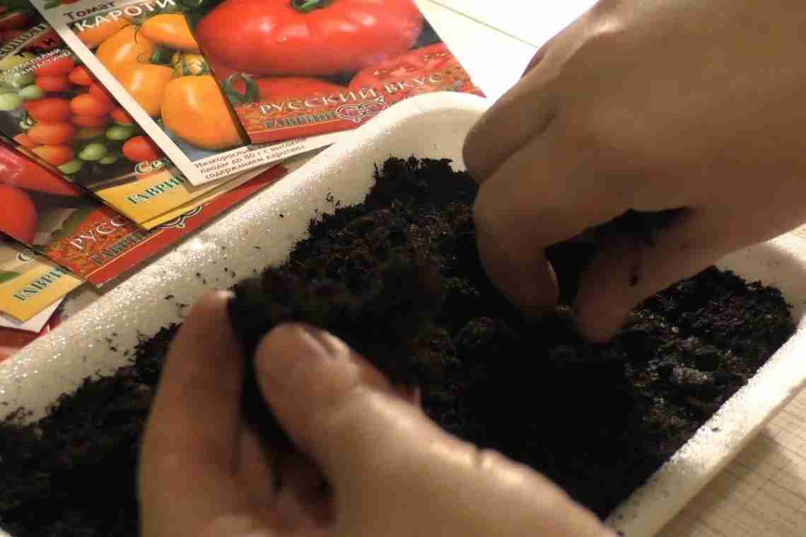 Підготовка насіння томатів до посіву на розсаду