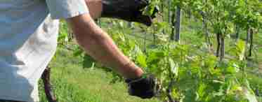 Догляд за виноградом навесні