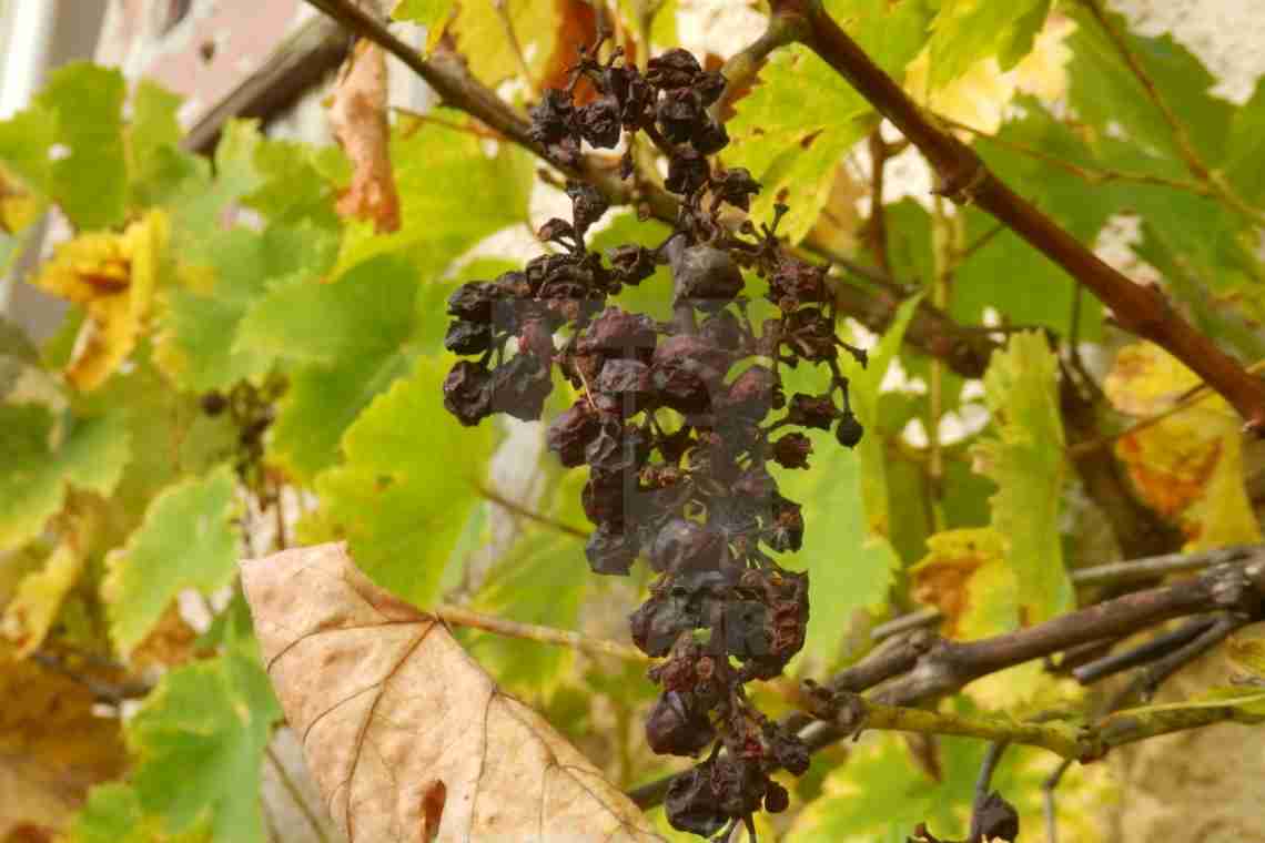 Біля винограду сохнуть листя по краях і скручуються