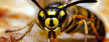 Чого бояться бджоли