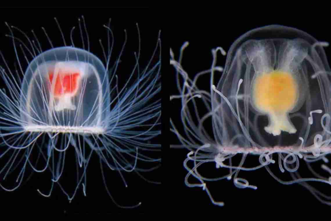 Безсмертна медуза Turritopsis nutricce