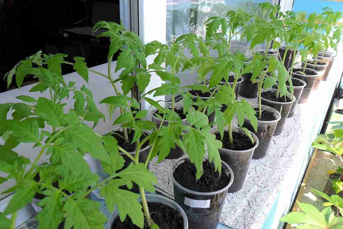 Як прискорити зростання розсади помідорів і перцю