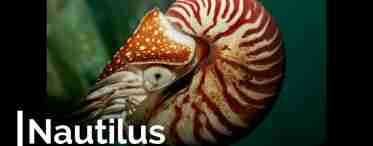 Наутілус (молюск): короткий опис, будова та цікаві факти