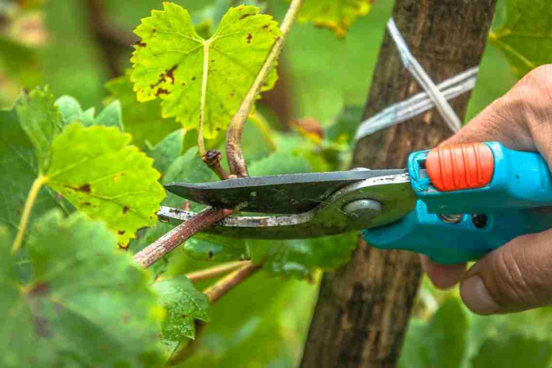 Догляд за виноградом навесні на Кубані