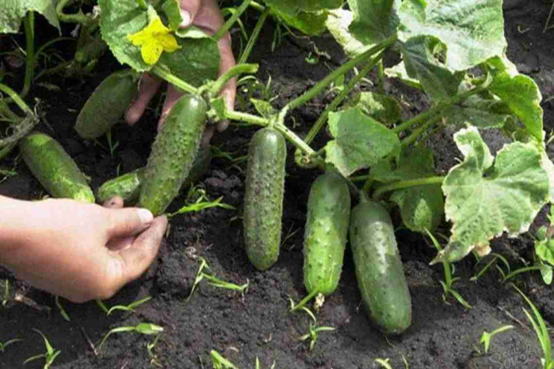 Як виростити хороший урожай огірків