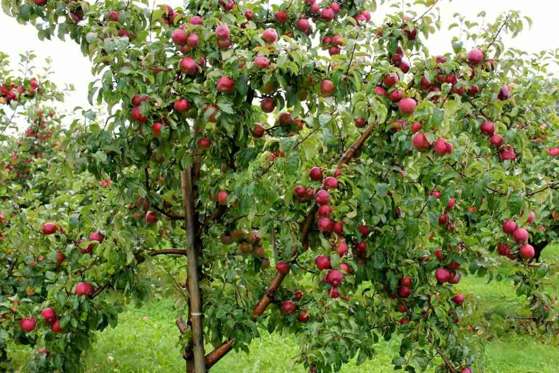 Чому не росте яблуня (що робити)