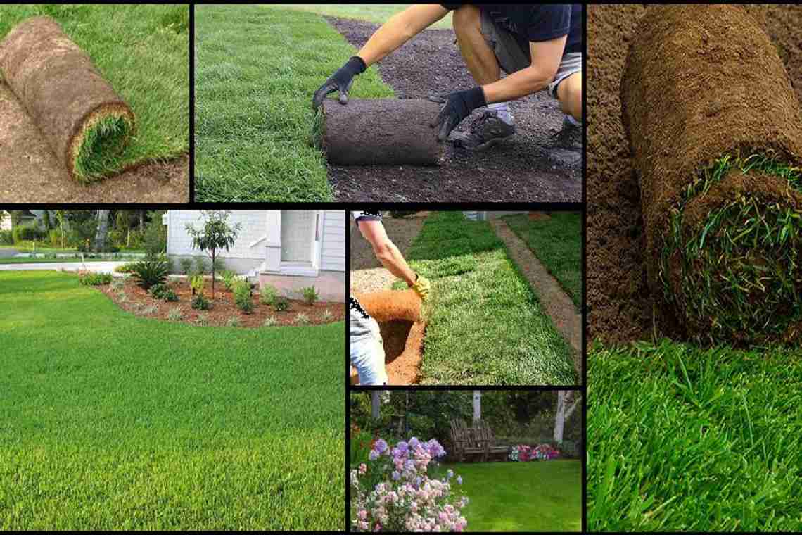Як зробити газон на дачі своїми руками: покрокова інструкція