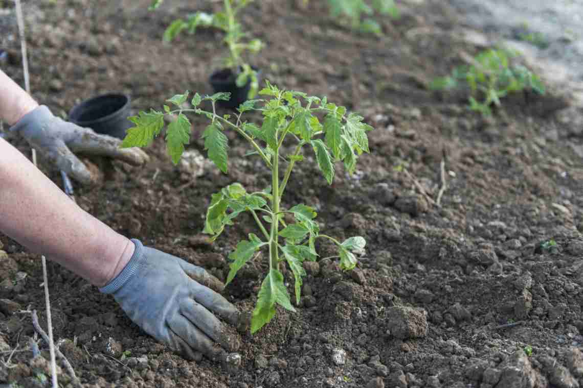 Чим підгодувати помідори після висадки в ґрунт