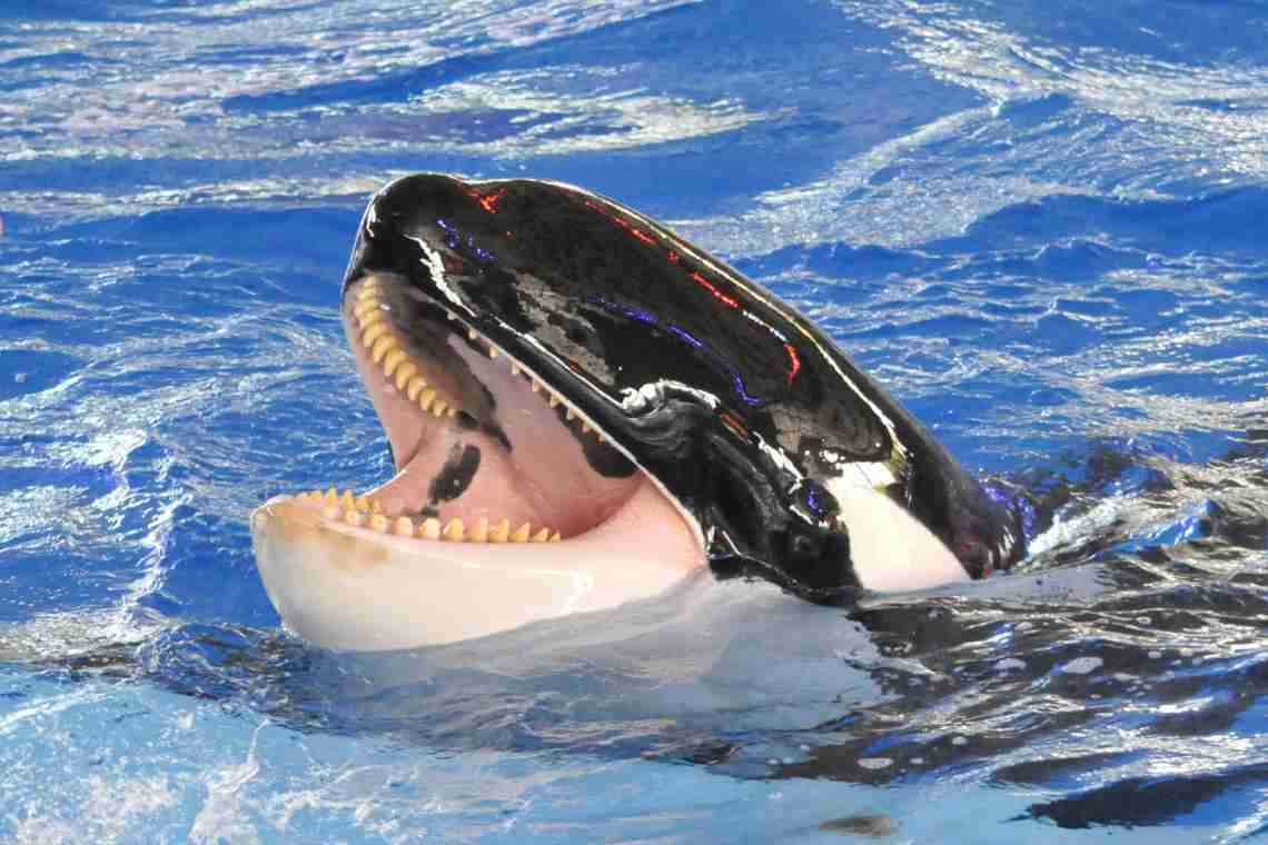 Зубаті кити: види, фото