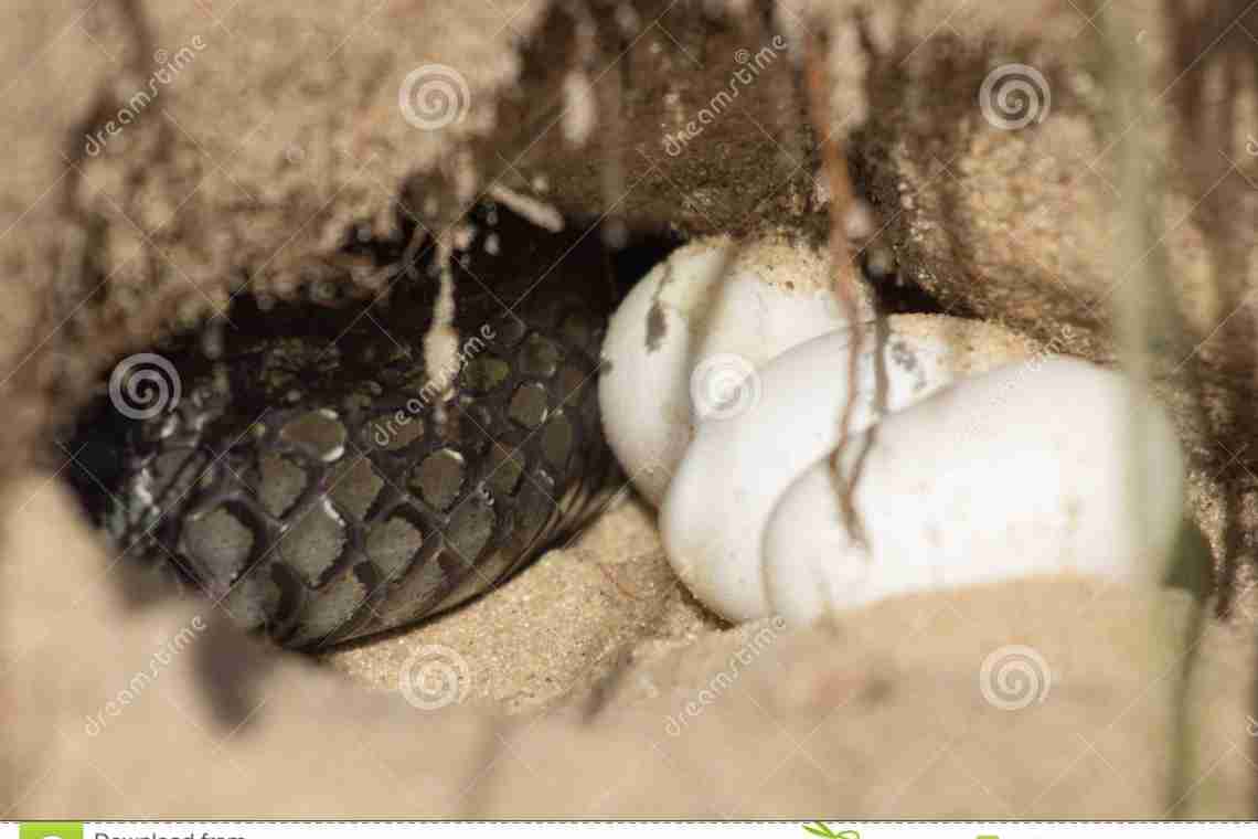 Дізнаємося як народжують змії своє потомство? Чи всі види відкладають яйця?