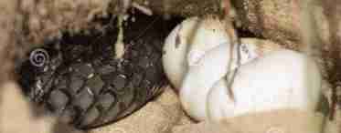 Дізнаємося як народжують змії своє потомство? Чи всі види відкладають яйця?