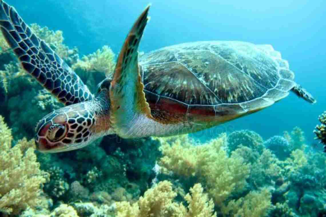 Дізнаємося чим знаменита зелена морська черепаха?