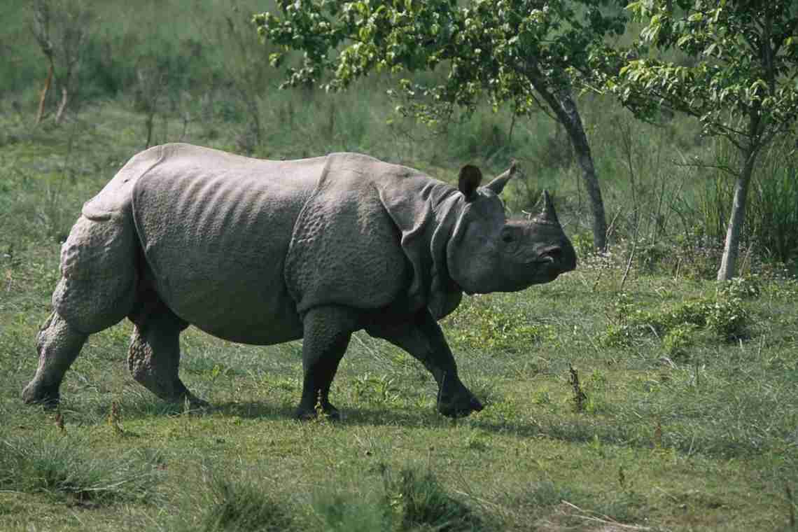 Індійські носороги: короткий опис, середовище проживання, фото
