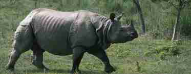 Індійські носороги: короткий опис, середовище проживання, фото