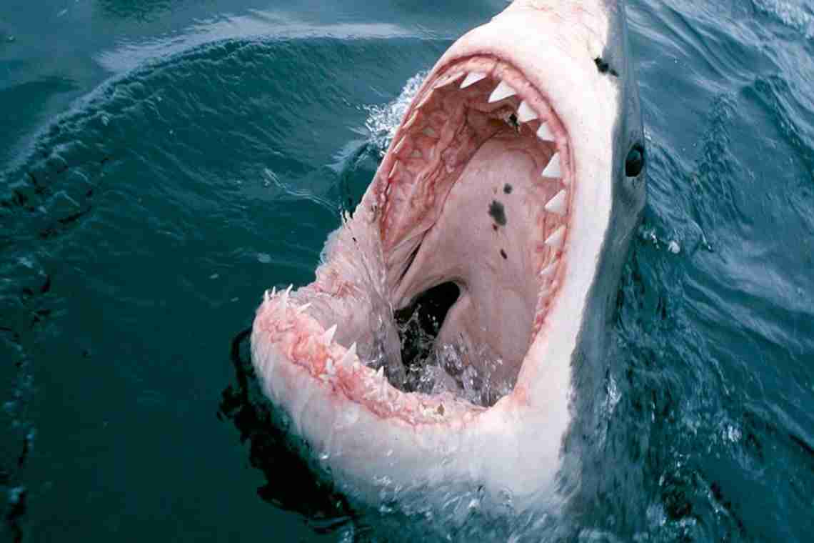 Напад акул на людей: міфи і реальність