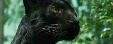 Загадкова дика кішка - чорний ягуар: короткий опис, місця проживання