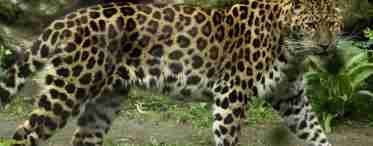 Далекосхідний леопард: опис, фото