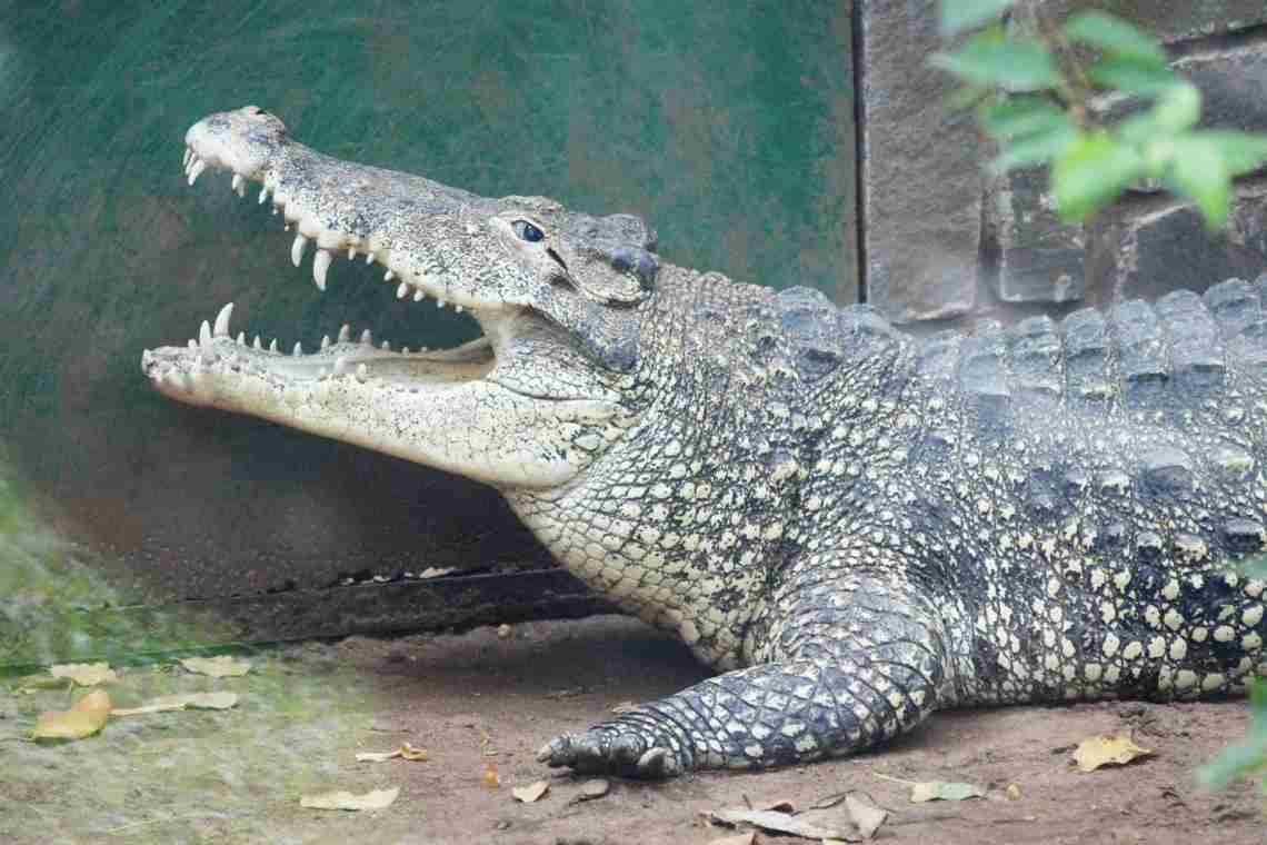 Дізнаємося як багато важить крокодил? Найменший і найбільший крокодил. Дізнаємося як багато живуть крокодили
