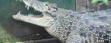 Дізнаємося як багато важить крокодил? Найменший і найбільший крокодил. Дізнаємося як багато живуть крокодили
