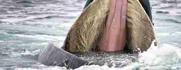 Вусатий кит, скільки зубів у вусатого кита?
