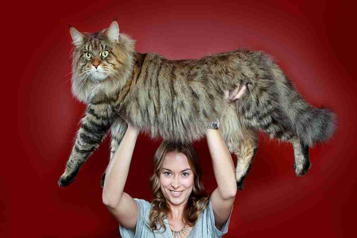 Великі кішки - породи-рекордсмени