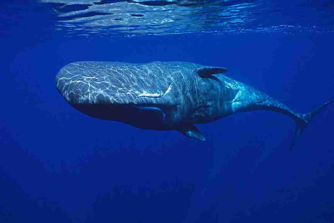 Білий і синій кити: розміри. Найбільший кит: розміри