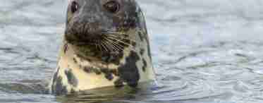 Звичайний тюлень: зовнішній вигляд, середовище проживання, природні вороги