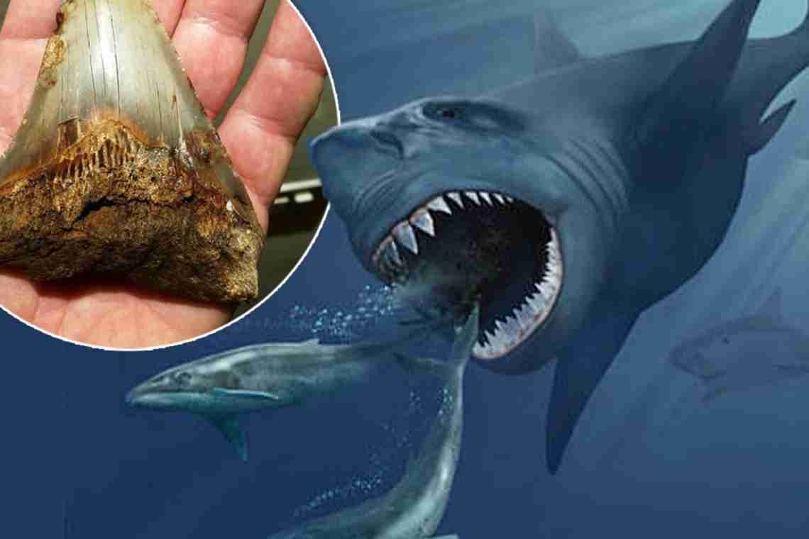 Стародавня акула мегалодон: короткий опис, розміри, цікаві факти
