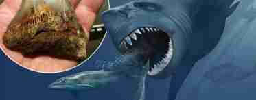Стародавня акула мегалодон: короткий опис, розміри, цікаві факти