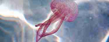Гідроїд (медуза): будова, розмноження, фізіологія